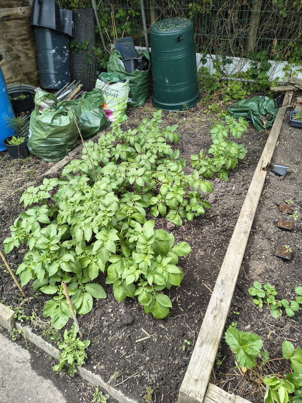 Big potato plants.