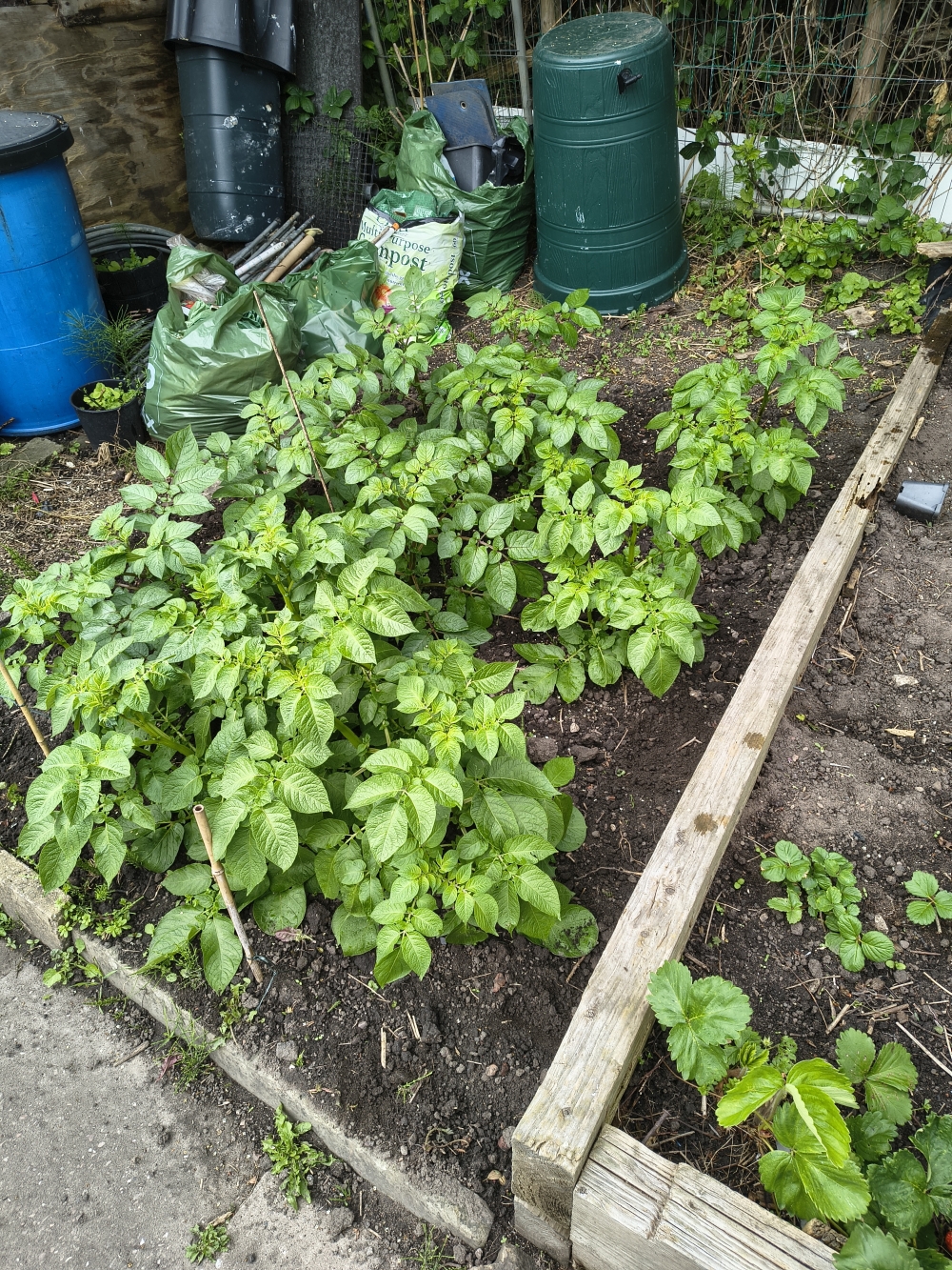 It's a plot of earth with potatoes growing in it.