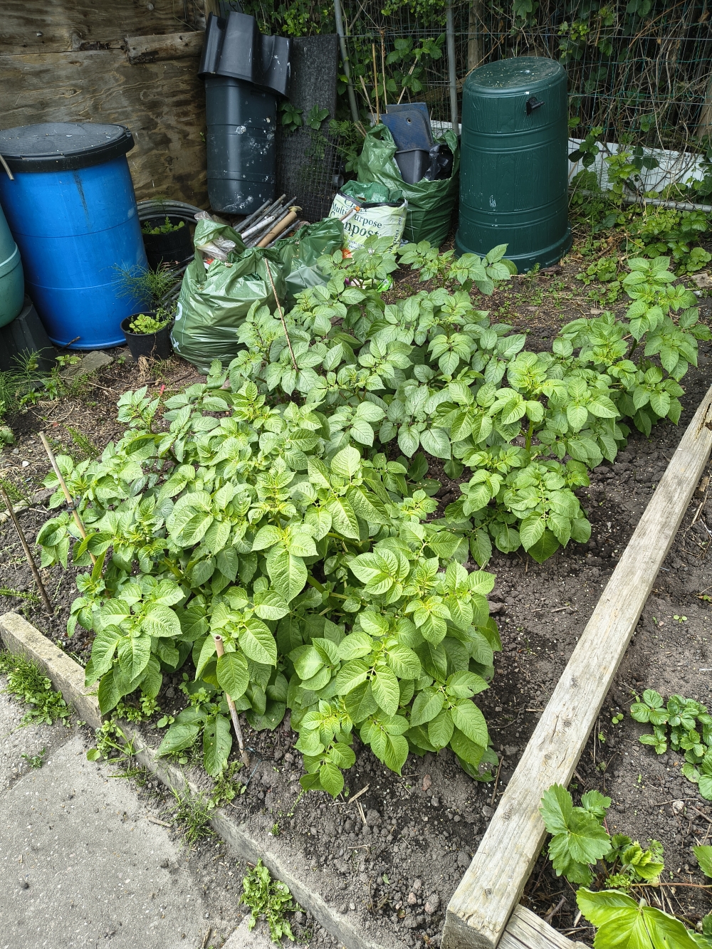 Still the same potatoes as last time, but bigger