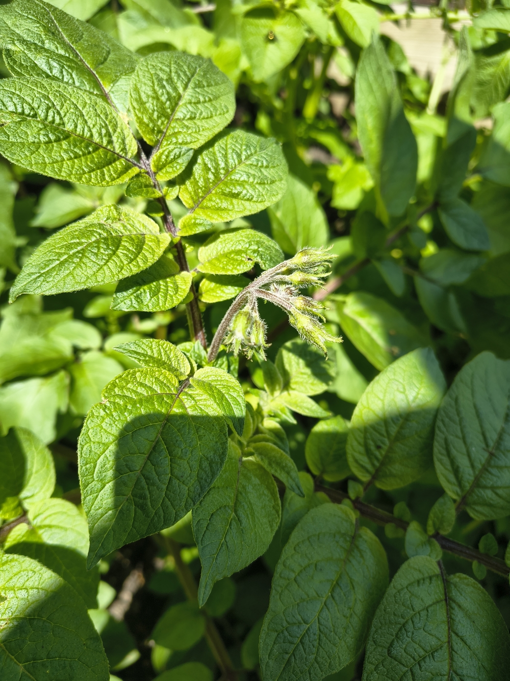 Close up of the flower buds on one of the potato plants