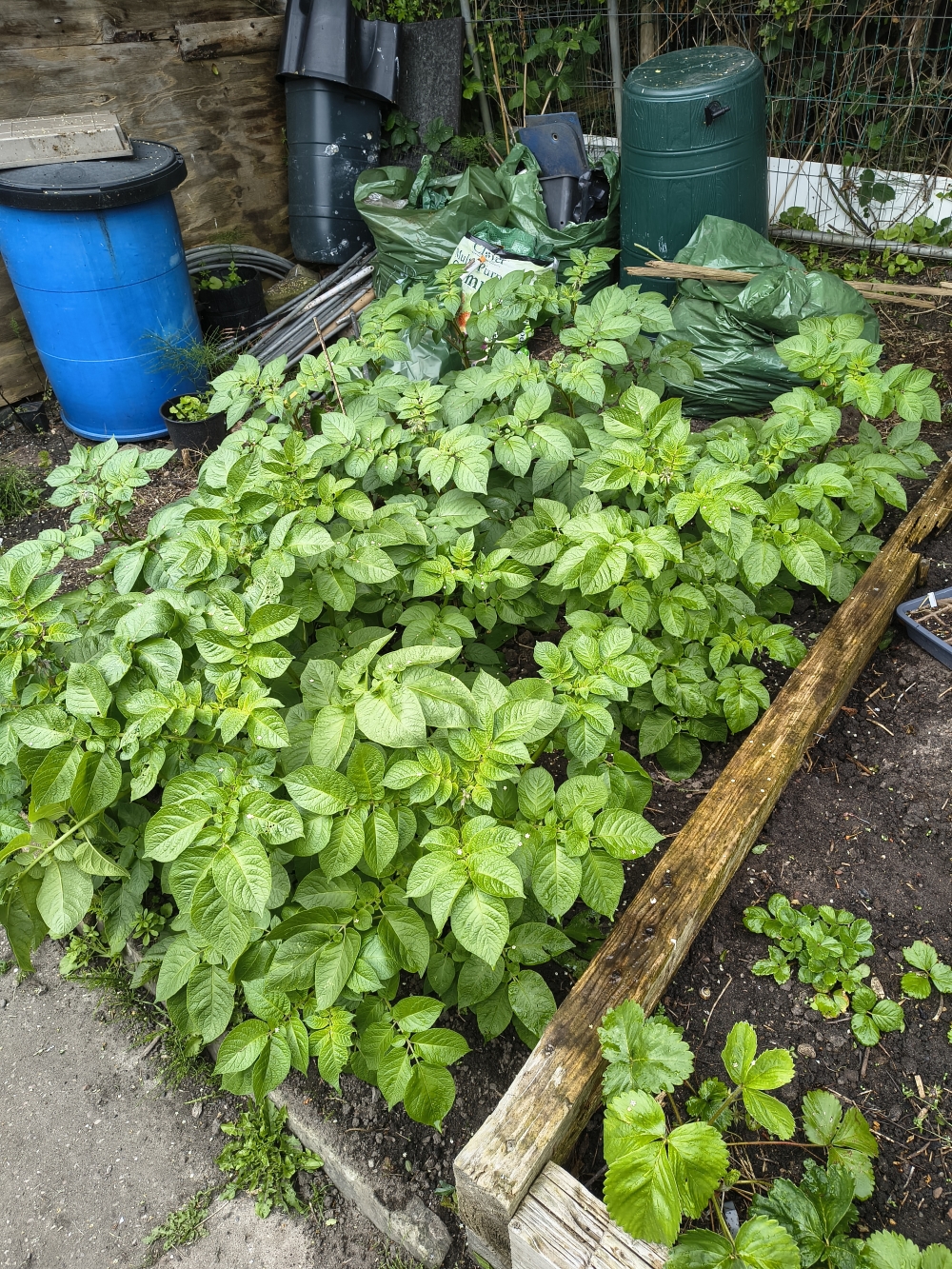 Potatoes, you know the drill by now
