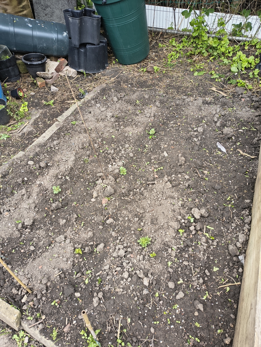The patch of earth now has tiny green shoots of potato plants visible