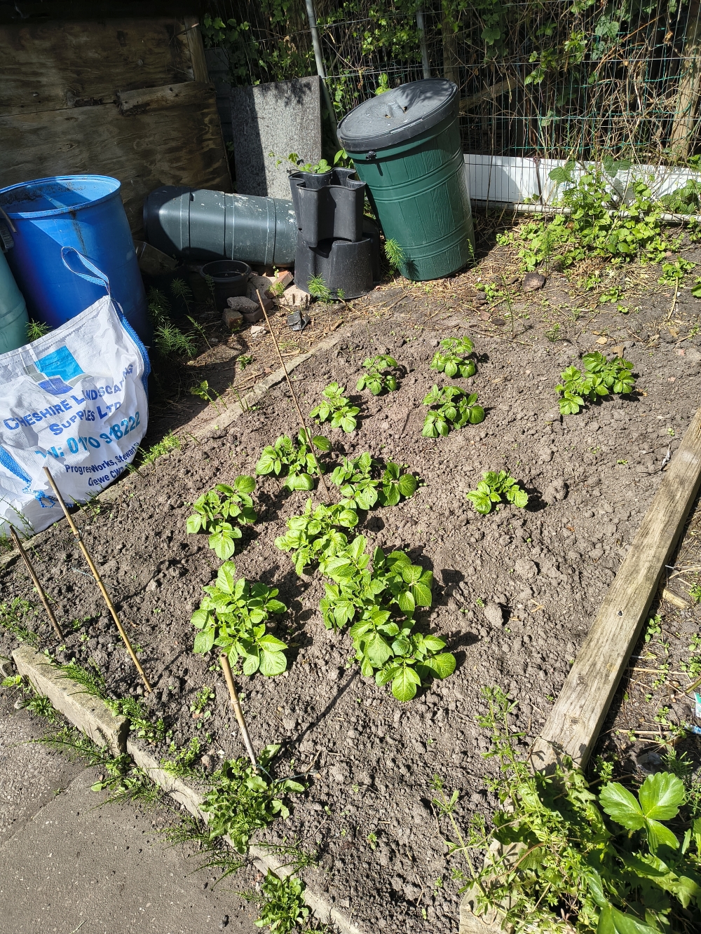 The plants are much bigger now than in the last image