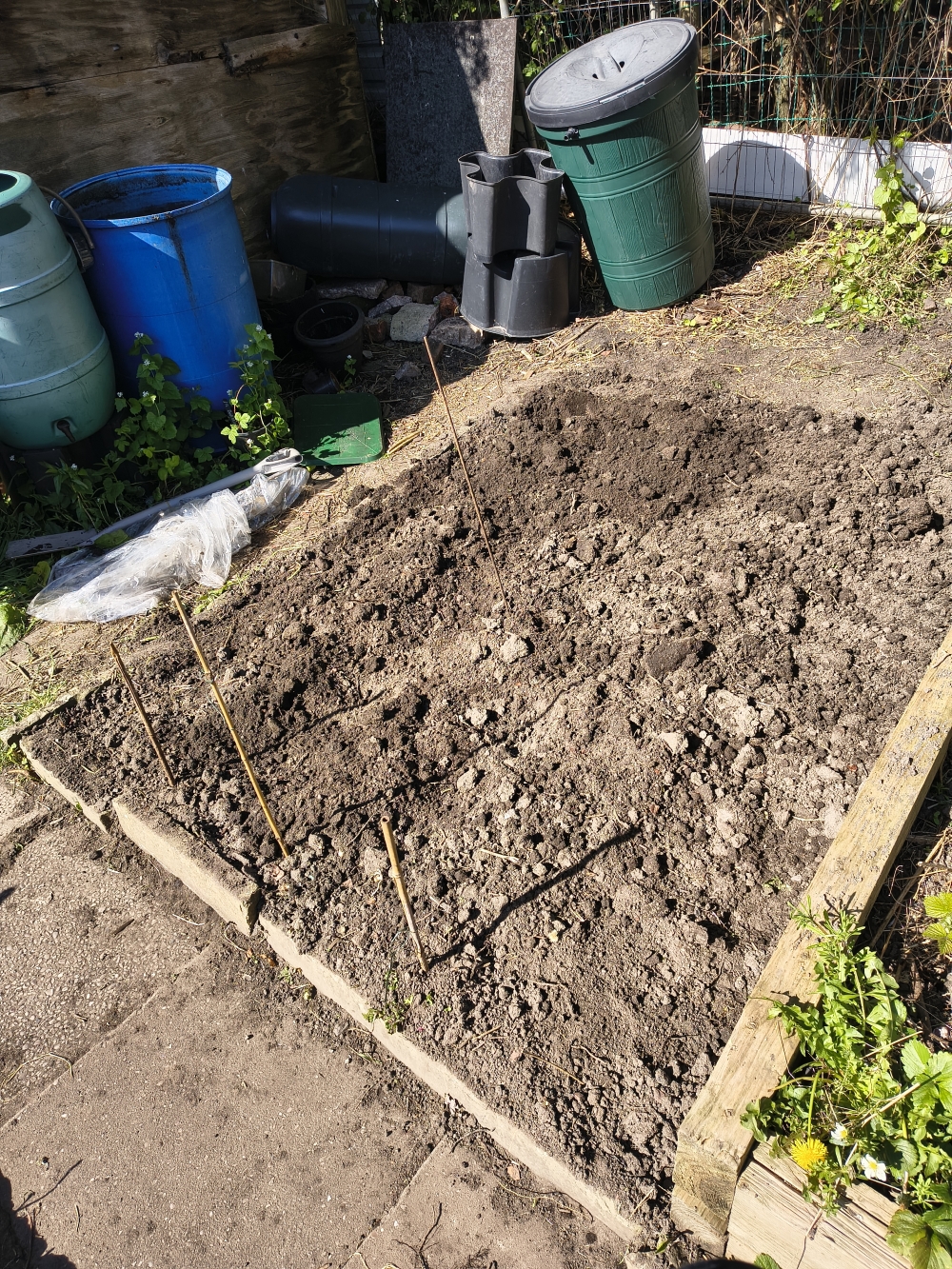 A bare patch of earth in which potatoes have just been planted.