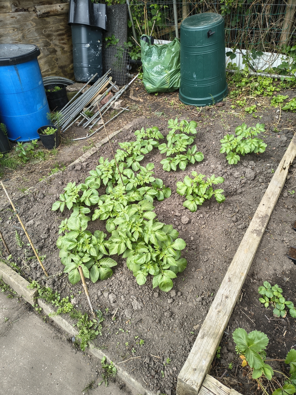 Plants growing bigger.