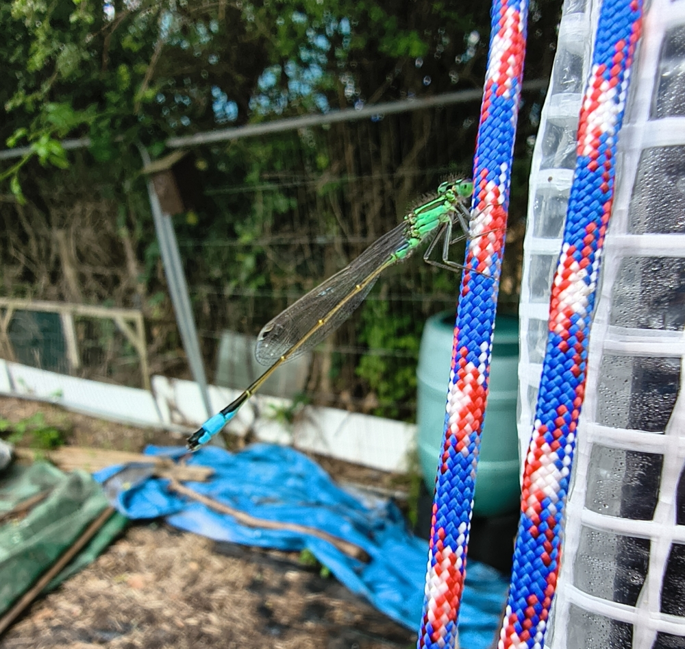 A Damselfly resting on a brighty coloured strand of paracord.