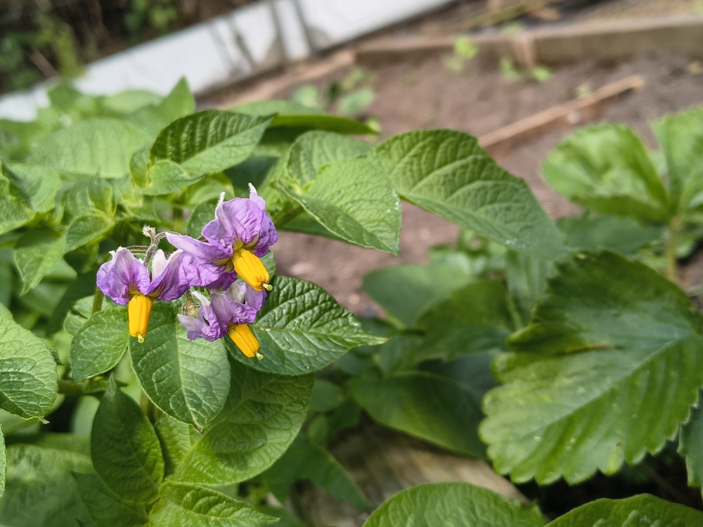 Potato Flowers