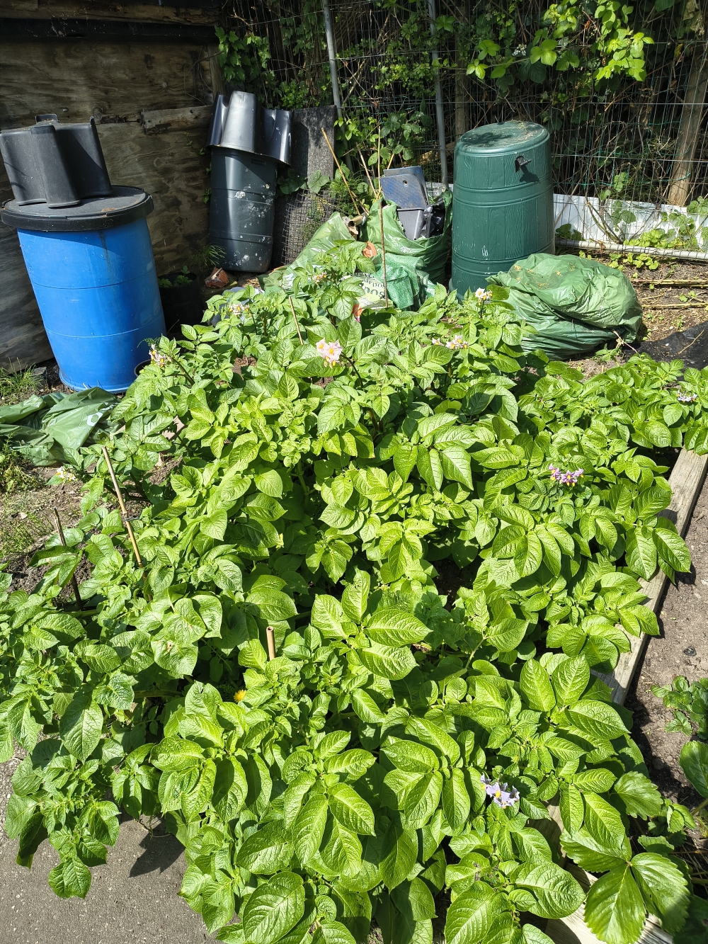 Biiiiiig Potato plants.