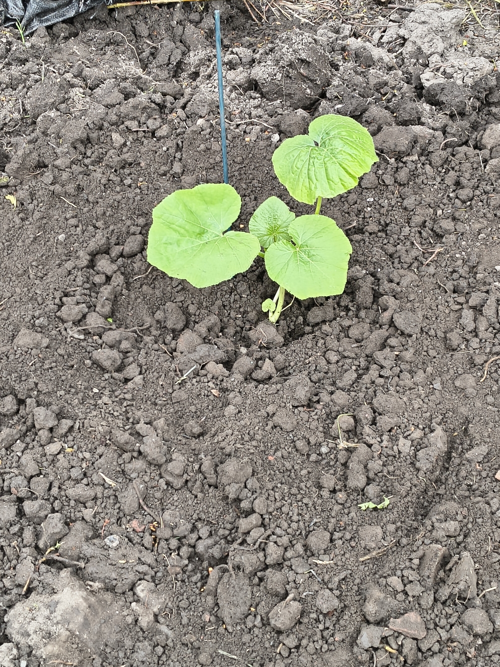 A Pumpkin plant just starting out in the world