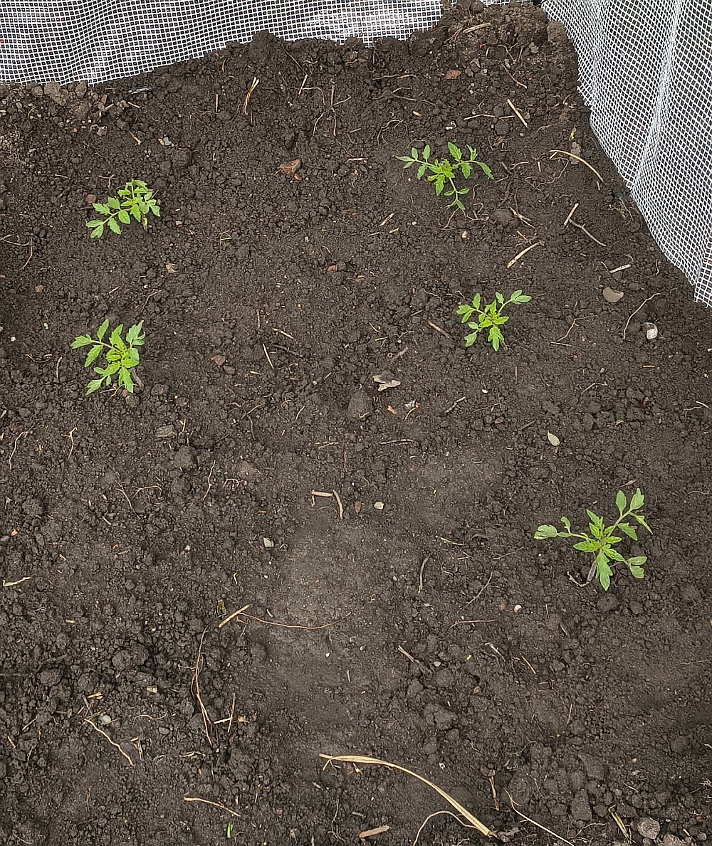 Tomato seedlings in a greenhouse