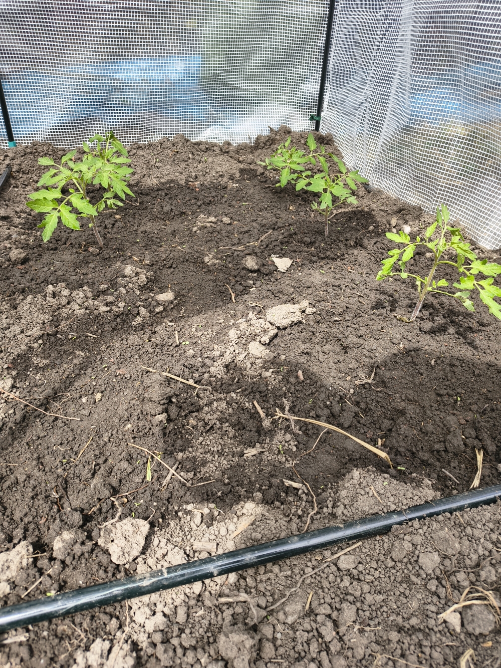 Tomatoes 2