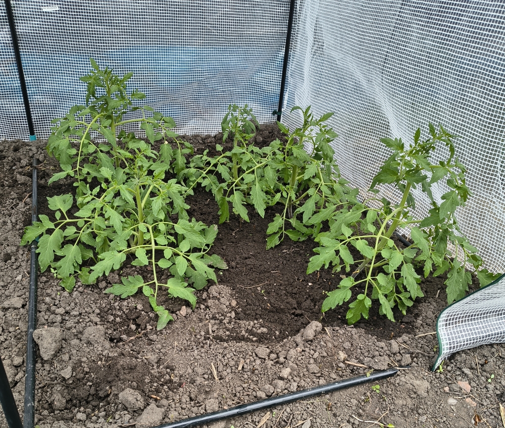 Tomatoes in a greenhouse.