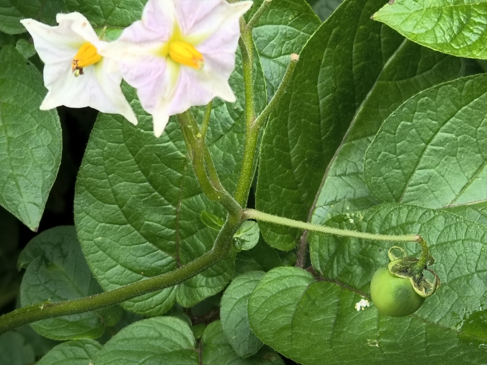 Potatoe flower showing potato fruit.