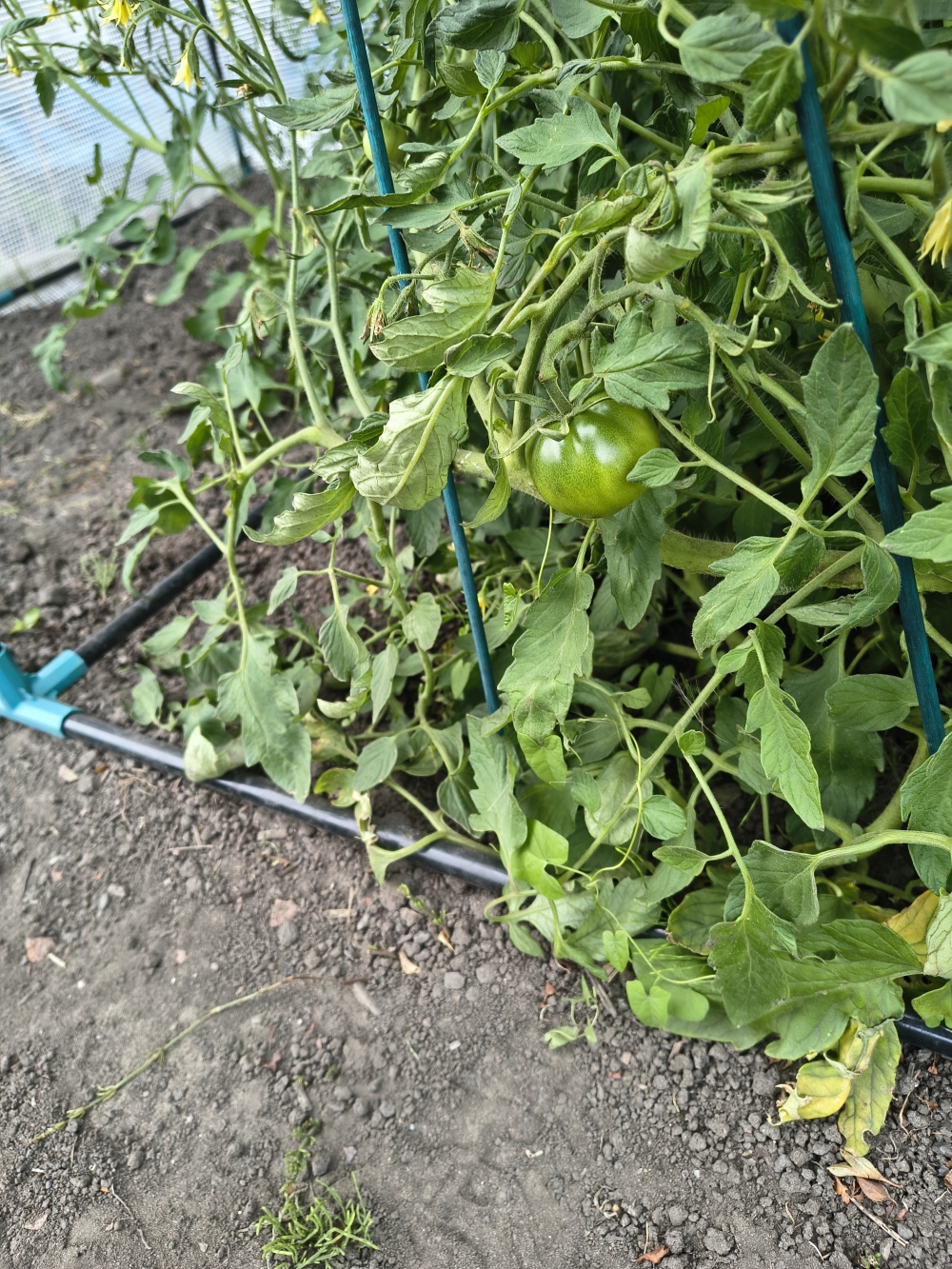 A green tomato on a tomato plant.