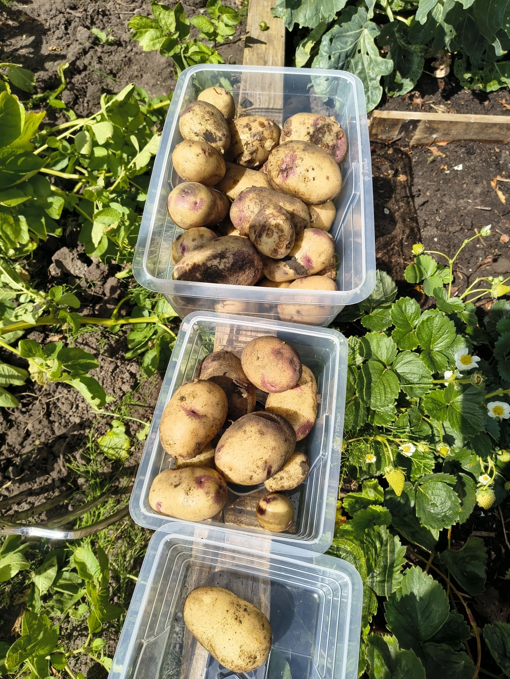 Plastic tubs containing potatoes